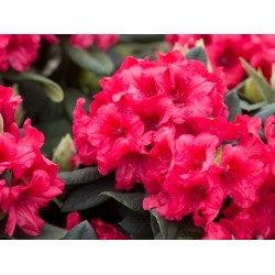 Rododendras - Rhododendron DOPEY