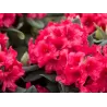 Rhododendron DOPEY