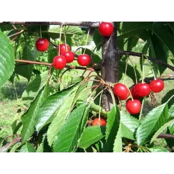 Trešnė - Prunus avium MADISSONO ROŽINĖ