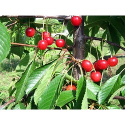 Sweet cherry - Prunus avium MADISSONS PINK