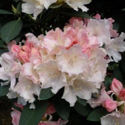 Rhododendron DREAMLAND