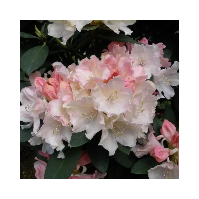 Rhododendron DREAMLAND