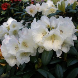 Rododendras - Rhododendron GRUMPY