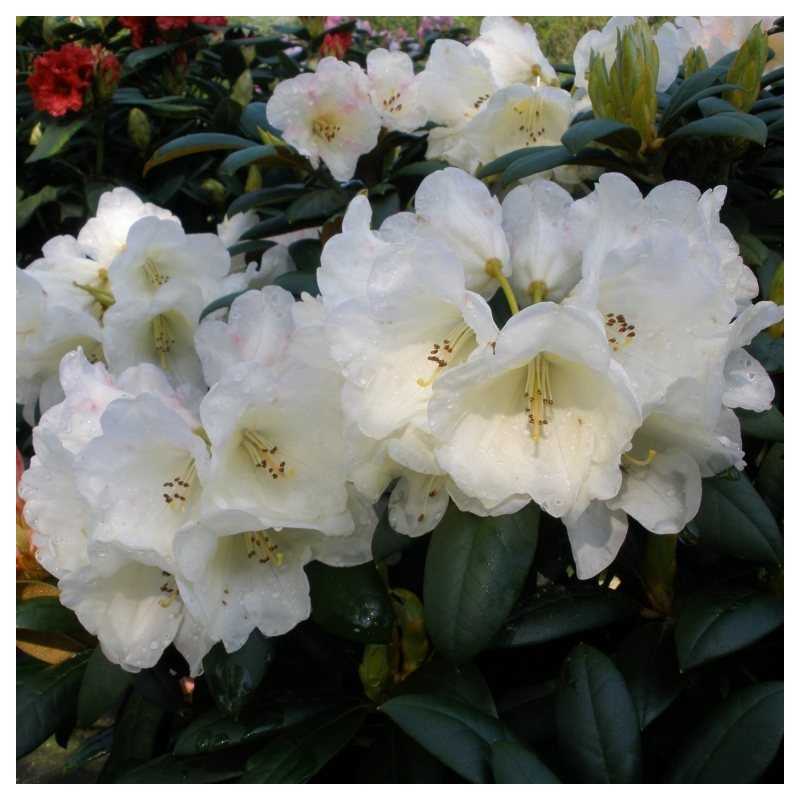 Rododendras - Rhododendron GRUMPY