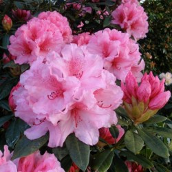 Rhododendron HYDON DAWN