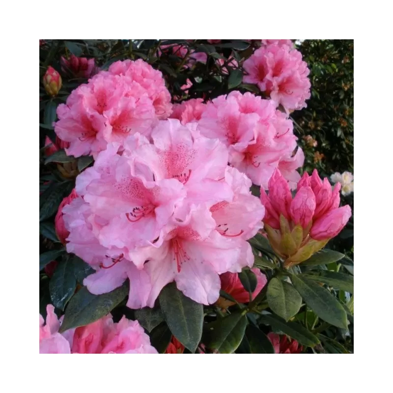Rhododendron HYDON DAWN