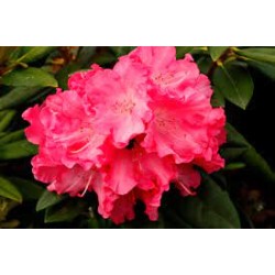 Rhododendron HYDON HUNTER