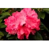 Rhododendron HYDON HUNTER
