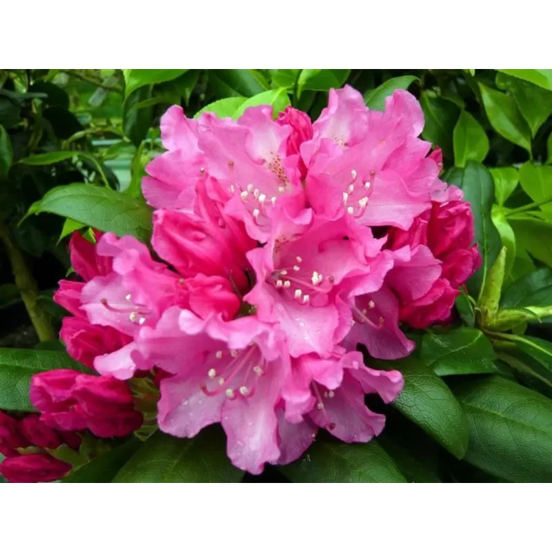 Rododendras - Rhododendron KALINKA