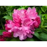 Rododendras - Rhododendron KALINKA