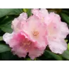Rhododendron MORNING CLOUD