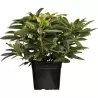 Rhododendron RENDEZ-VOUS