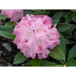 Rododendras - Rhododendron RENDEZ-VOUS