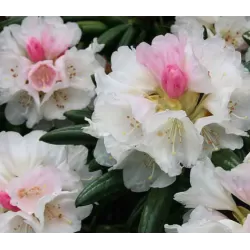 Rhododendron Yakushimanum FCC