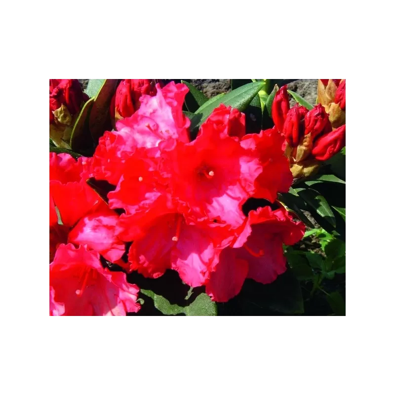 Rododendras - Rhododendron VOLLBLUT