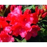 Rhododendron VOLBLUT