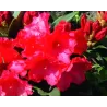 Rododendras - Rhododendron VOLLBLUT