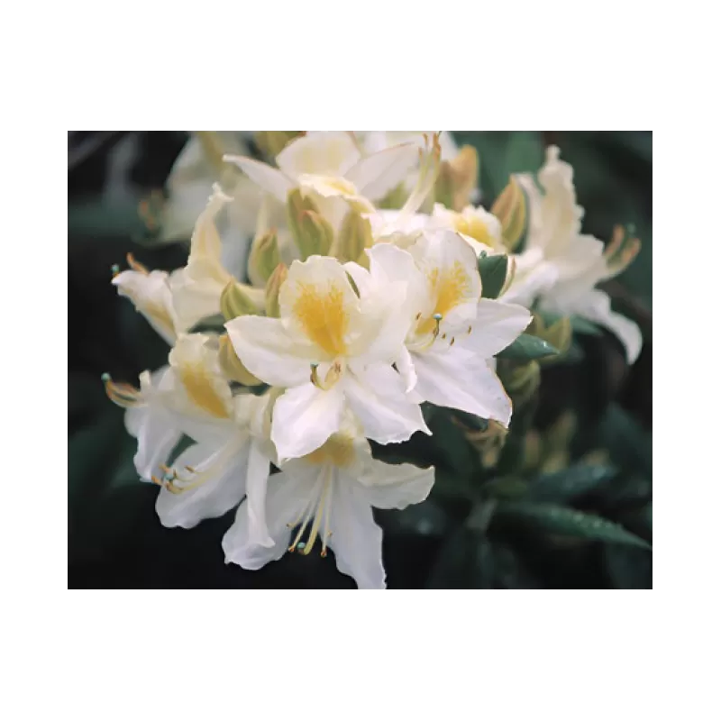 Rhododendron mollis DAVIESII