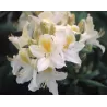 Švelnioji azalija - Rhododendron mollis DAVIESII