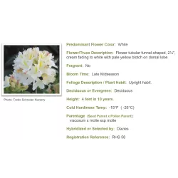 Švelnioji azalija - Rhododendron mollis DAVIESII
