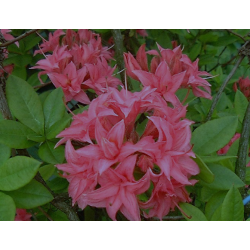 Rhododendron mollis HOMEBUSH