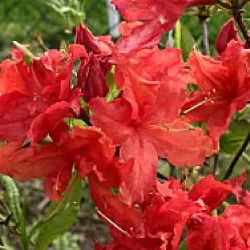 Rhododendron mollis HOTSPUR RED