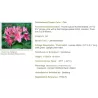 Rhododendron mollis JOLIE MADAME
