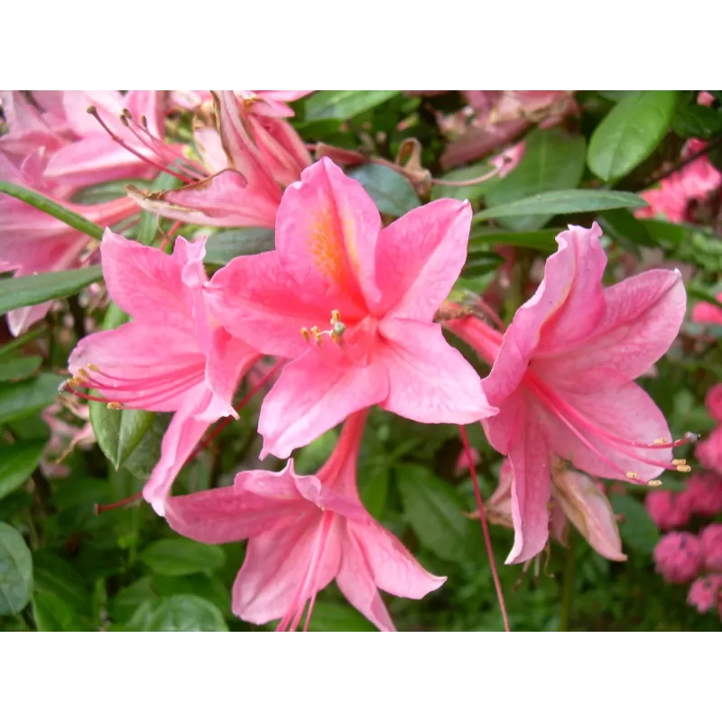 Rhododendron mollis JOLIE MADAME