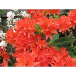 Švelnioji azalija - Rhododendron mollis KOSTERS BRILJANT RED