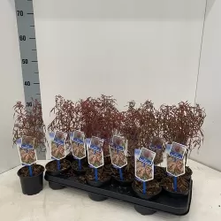 Plaštakinis klevas - Acer palmatum ROYAL GARNET