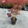 Plaštakinis klevas - Acer palmatum ROYAL GARNET