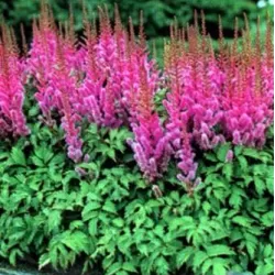 Astilbė - Astilbe chinensis Pumila P15