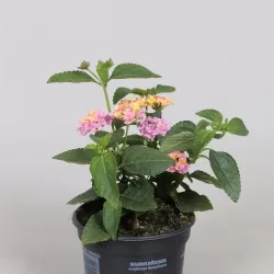 Lantana - Lantana camara PASSION FRUIT