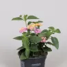 Lantana - Lantana camara PASSION FRUIT