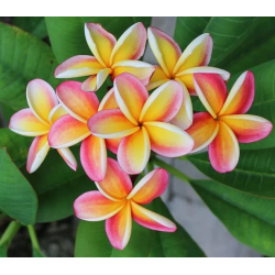 Plumeria NEBELS RAINBOW