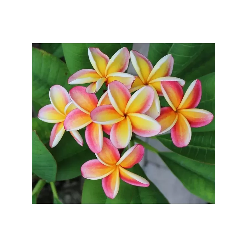 Plumeria NEBELS RAINBOW
