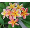 Plumeria NEBELS RAINBOW
