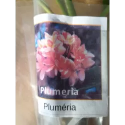 Jostras - Plumeria NEBELS RAINBOW