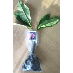 Plumeria NEBELS RAINBOW