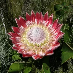 Karališkoji protėja - Protea cynaroides