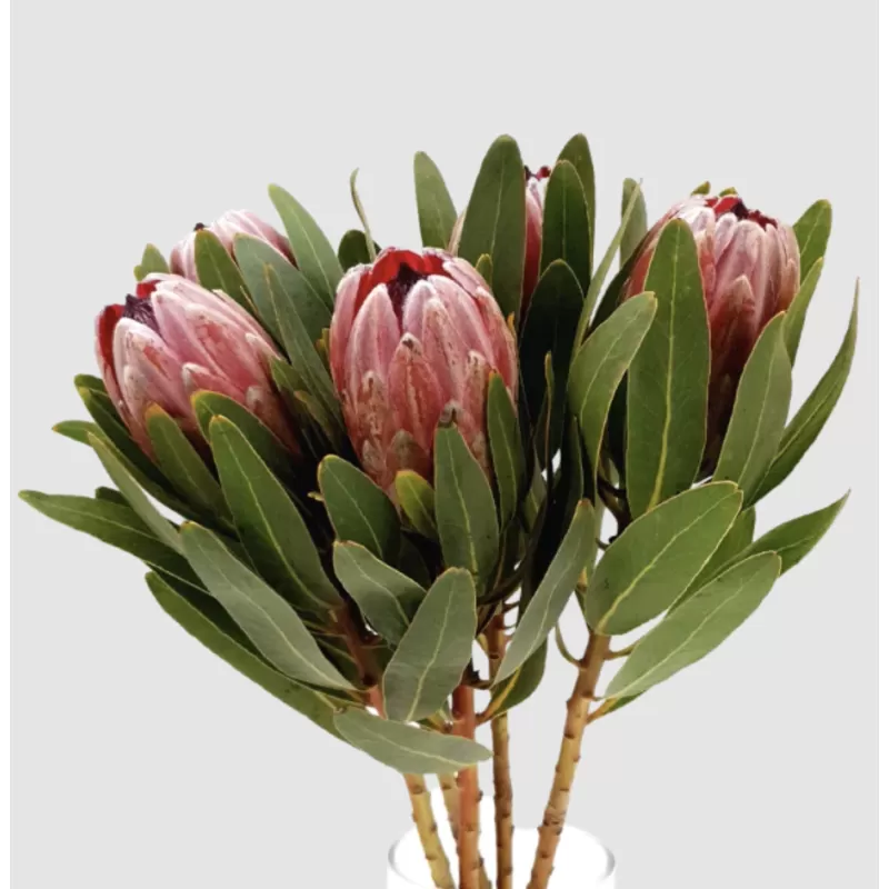 Protėja - Protea PINK ICE
