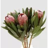 Protėja - Protea PINK ICE