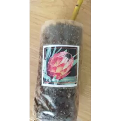 Protėja - Protea PINK ICE