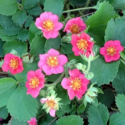 Žemuogės ir sidabražolės hibridas - Fragaria LIPSTICK