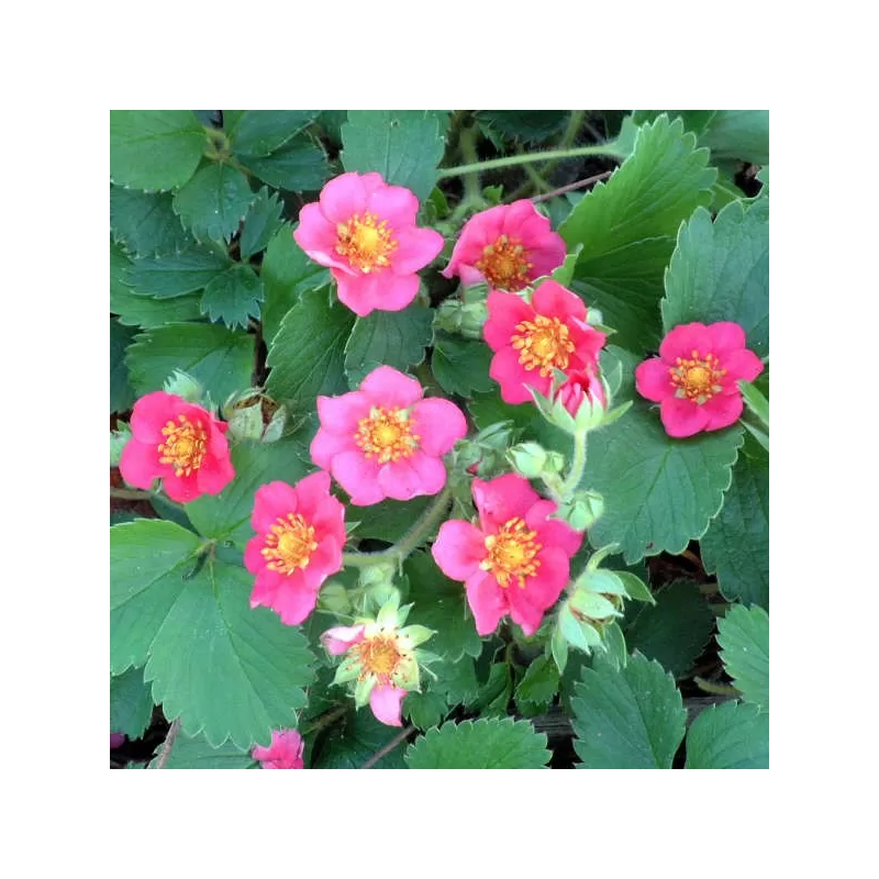 Žemuogės ir sidabražolės hibridas - Fragaria LIPSTICK