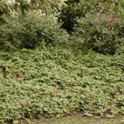 Ornamental strawberry - Fragaria LIPSTICK