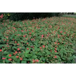 Ornamental strawberry - Fragaria LIPSTICK