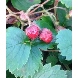 Žemuogės ir sidabražolės hibridas - Fragaria LIPSTICK