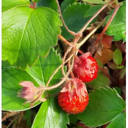 Ornamental strawberry - Fragaria LIPSTICK