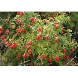 Rosa rubiginosa